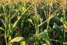 C2808玉米栽培技术要点，在当地农技部门指导下播种