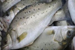 鲈鱼的生活习性，以河鲈、海鲈鱼、松江鲈鱼、大口黑鲈为主