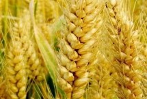 康麦806小麦栽培技术要点，属偏春性品种