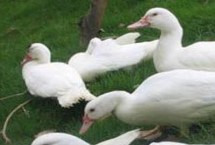 番鸭和水鸭的区别，外观、习性和科属均不同