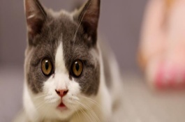 猫咪口臭的常见原因，主要有以下6种