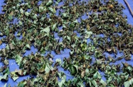 青储饲料用什么发酵菌，红薯秧一定要粉碎处理