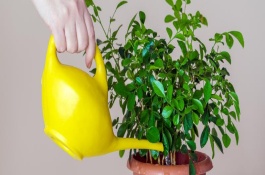 土培植物营养液滴几滴，滴在水里适合于水培植物