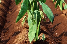 芋头的培土过程，每年6月份开始