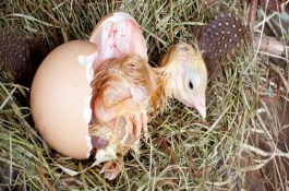 孵化小鸡什么时候凉蛋，不同时间段的温湿度不同