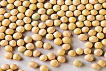 华豆13大豆栽培技术要点，适宜播期为6月上中旬