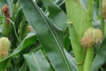 科隆318玉米栽培技术要点，该品种幼苗期第一叶鞘浅紫色