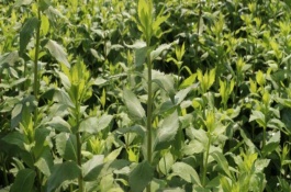 种植桔梗需注意什么，一般采用垄上栽培