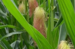 郁青263号玉米栽培技术要点，中抗灰斑病1-5级