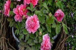 牡丹花夏季养护方法，剪除生长不良的枝条可节省养分