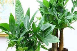 富贵树的养殖方法，晴天剪短过长枝