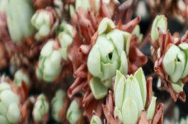 山地玫瑰枯萎后如何处理，喜欢凉爽干燥的环境