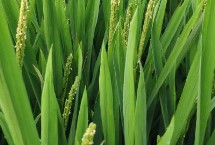 台香812水稻栽培技术要点，晚造全生育期115～116天