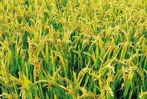 两优瑞星占水稻栽培技术要点，中籼两系杂交水稻品种