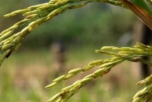 旺两优98丝苗水稻栽培技术要点，籼型两系杂交晚稻迟熟品种