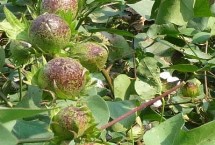 冀968棉花栽培技术要点，生育期122天左右