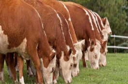 牛胃严重积食特效办法，分别为瘤胃、网胃、重瓣胃和皱胃