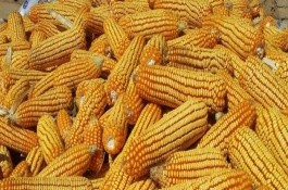 中科玉505玉米栽培技术要点，夏播生育期98-104天