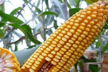 先玉1706玉米栽培技术要点，注意播种质量