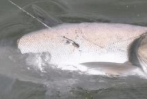 浮钓鲢鳙浮漂吃铅量多少克最佳，此时鲢鳙的活性不高、因此不易垂钓