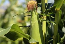 赣甜糯1号玉米栽培技术要点，密度3500株/亩左右