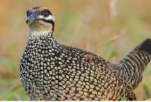 鹧鸪不繁殖怎么回事，温度对其生长影响较大