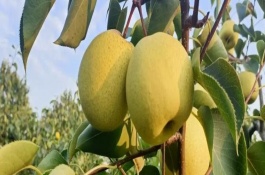 酥梨的产地，有祁县、蒲城和宁陵等地产酥梨