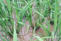 水稻秧苗多少天可以移栽，仔细观察叶片会有区别