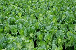 大白菜留种注意事项，大白菜一年四季都能种植