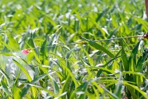 夏玉米苗后除草剂使用方式，包括三氮苯类、磺酰脲类和灭生性除草剂等