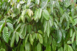 橄榄苗的价格，不同品种的价格不同