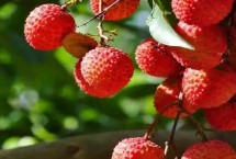 荔枝哪些品种早熟，早熟荔枝价格