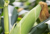 隆平956玉米栽培技术要点，适应区4月下旬至5月上旬播种