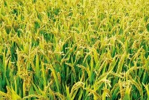 恒丰优金丝占水稻栽培技术要点，5月25日至6月10日播种