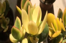 落日之雁的形态特征，要定期进行施肥