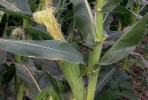 香满玉甜糯玉米栽培技术要点，嘉甜糯1号玉米种简介