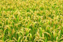 扬籼优719水稻栽培技术要点，每亩有效穗数18.8万