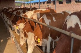 孕母牛四个月如何判断，需逐渐增加精料的饲喂量