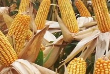 吉科玉818玉米栽培技术要点，中抗茎腐病