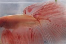 泰国斗鱼冬天会冻死吗，先找准原因再寻找解决办法