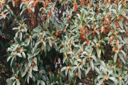 桂花树促花方法，养殖4-5年才可以开花