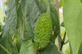 木鳖果什么时候成熟，是一种多年生藤本植物的果实