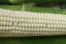 M919玉米栽培技术要点，中抗大斑病