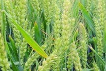 荃麦838小麦栽培技术要点，属半冬性品种