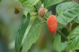 覆盆子的生长要求，果实是一种聚合果