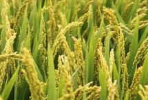 遂两优臻占水稻栽培技术要点，全生育期162.7天