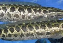 黑鱼的生活习性，纯粹是无稽之谈