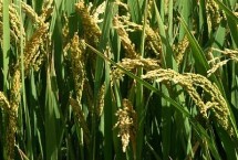 蓉5优674水稻栽培技术要点，该品种基部叶叶鞘中等紫色