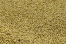 小米和普通大米的区别，把虫子驱赶后便可食用