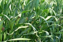 京科2179玉米栽培技术要点，中抗穗腐病